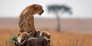 Cheetah and cubs